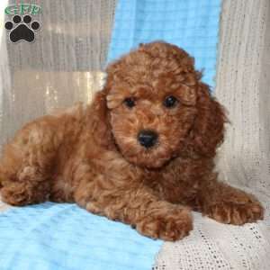 Braden, Mini Goldendoodle Puppy