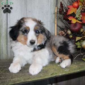 Kali, Miniature Australian Shepherd Puppy