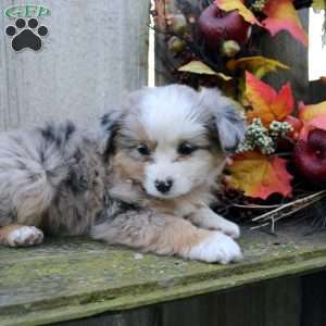 Leah, Miniature Australian Shepherd Puppy