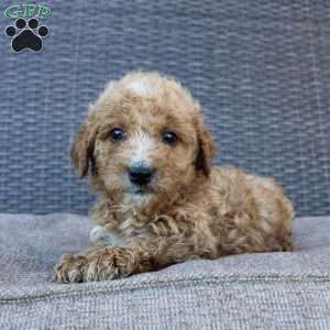 Pumpkin, Mini Goldendoodle Puppy