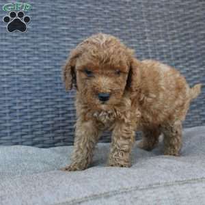 Chipper, Mini Goldendoodle Puppy