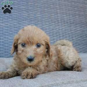 Rosie, Mini Goldendoodle Puppy