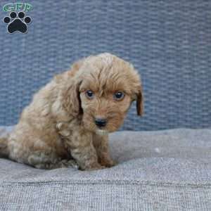 Coy, Mini Goldendoodle Puppy