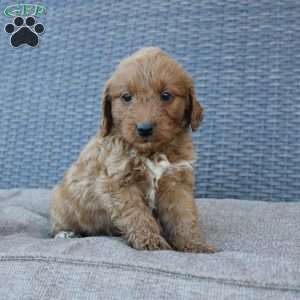 Rocky, Mini Goldendoodle Puppy