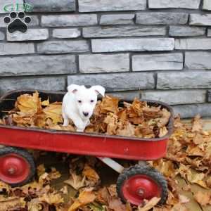 Georgie, Jack Russell Terrier Puppy