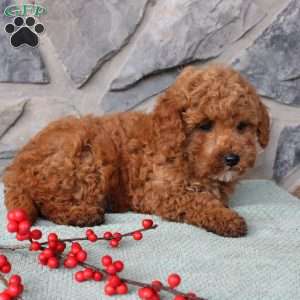 Junior, Toy Poodle Puppy