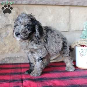 Kenny, Mini Labradoodle Puppy