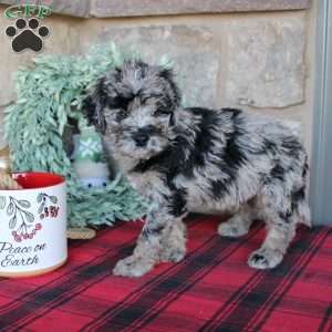 Kale, Mini Labradoodle Puppy