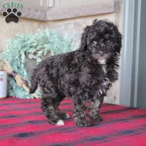 Kendra, Mini Labradoodle Puppy