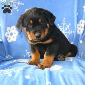 Daisy, Rottweiler Puppy