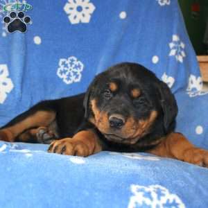 Dolly, Rottweiler Puppy