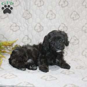 Charlie, Cavapoo Puppy