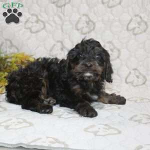 Calvin, Cavapoo Puppy