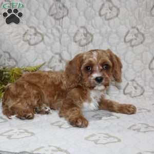 Cody, Cavapoo Puppy