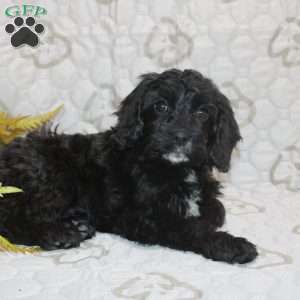 Colton, Cavapoo Puppy