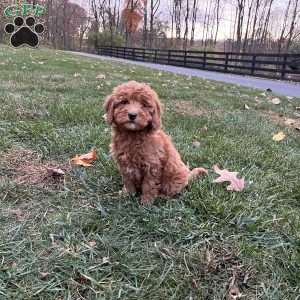 Shadow, Mini Goldendoodle Puppy