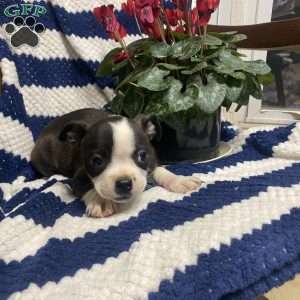 Bert, Boston Terrier Puppy