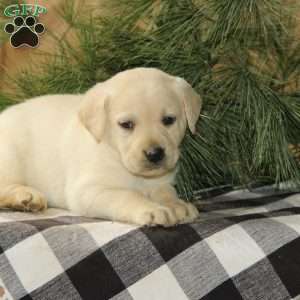 Dolly, Yellow Labrador Retriever Puppy