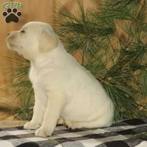 Dixie, Yellow Labrador Retriever Puppy