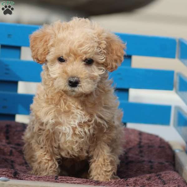 Macy, Miniature Poodle Mix Puppy