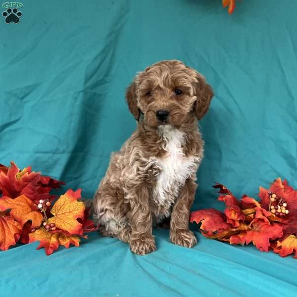 Snickers, Mini Goldendoodle Puppy