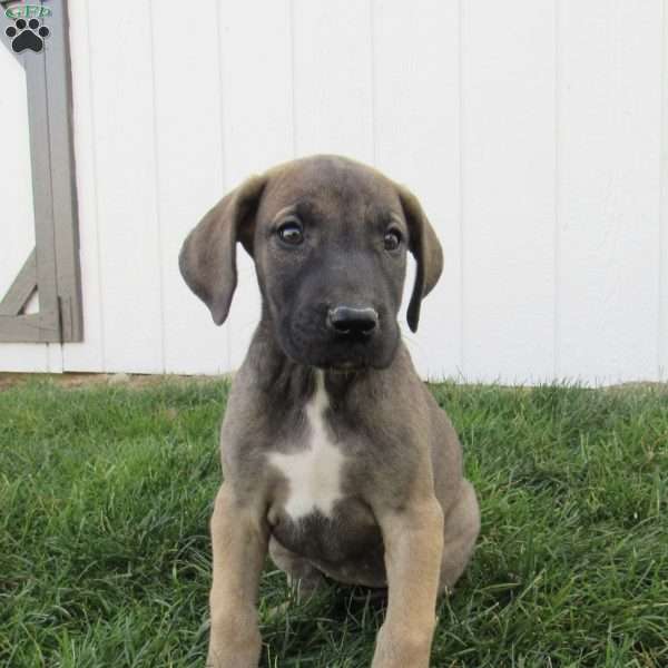 Hazel, Great Dane Puppy