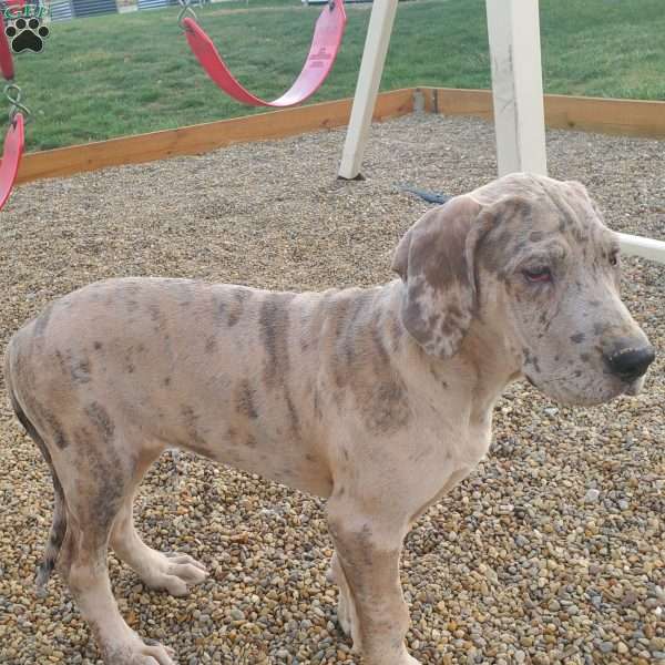 Brittany, Great Dane Puppy