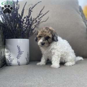 Rusty, Maltipoo Puppy