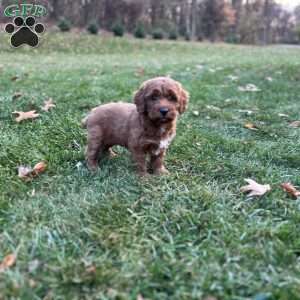 Izzy, Mini Goldendoodle Puppy