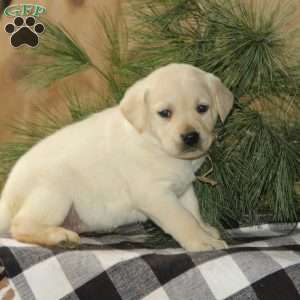 Dolly, Yellow Labrador Retriever Puppy