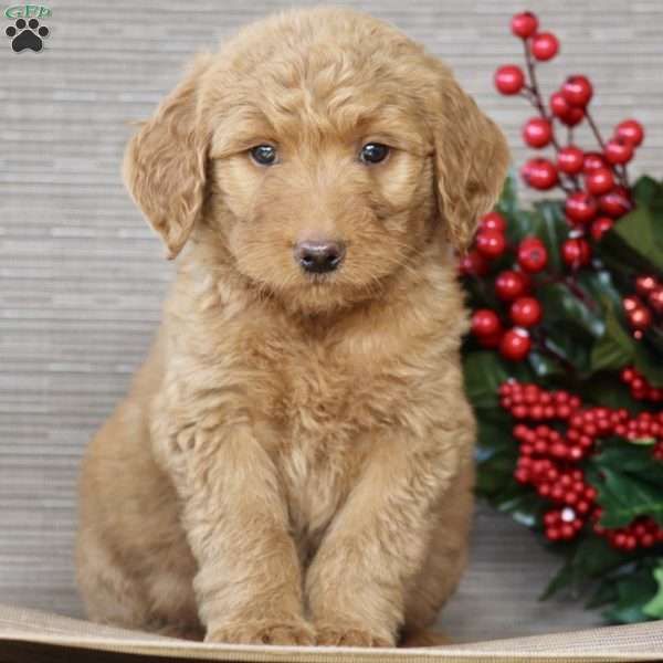 Peanut, Goldendoodle Puppy