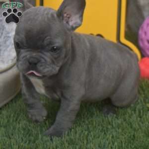 Ricky, French Bulldog Puppy