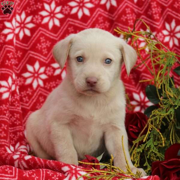 Paxton, Yellow Labrador Retriever Puppy