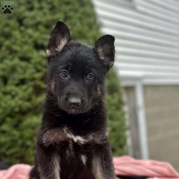 Raven, German Shepherd Puppy