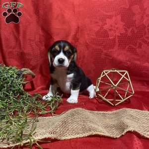 Theo, Beagle Puppy