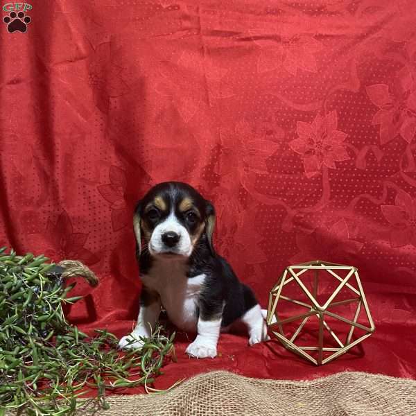 Theo, Beagle Puppy