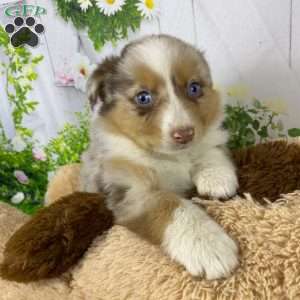 Mia, Australian Shepherd Puppy