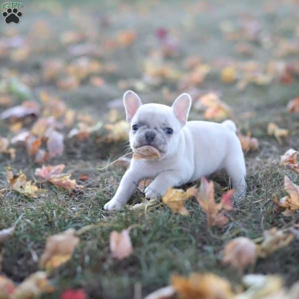 Chase, French Bulldog Puppy