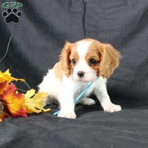 Happy, Cavalier King Charles Spaniel Puppy