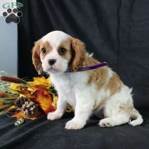 Hannah, Cavalier King Charles Spaniel Puppy