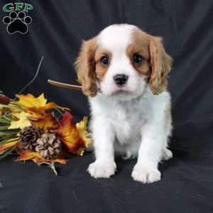 Henry, Cavalier King Charles Spaniel Puppy