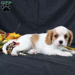 Honeydew, Cavalier King Charles Spaniel Puppy