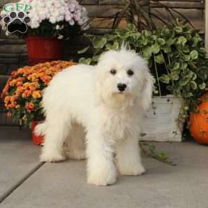 Kent, Miniature Poodle Puppy