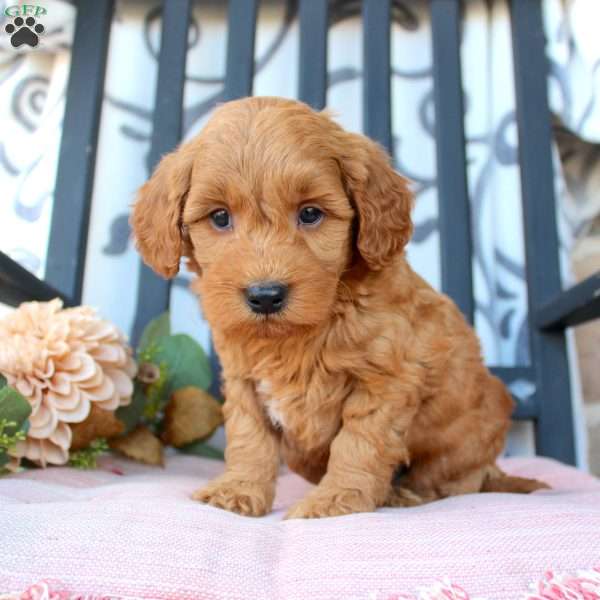 Micah, Mini Goldendoodle Puppy