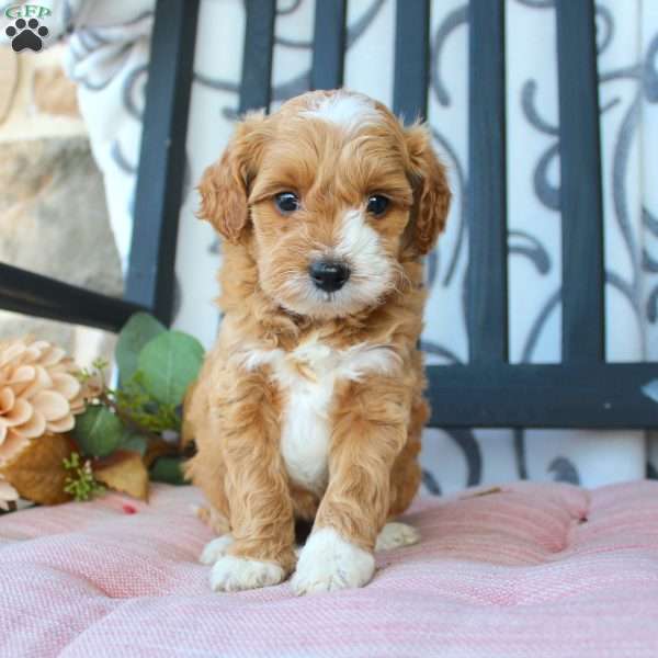 Makayla, Mini Goldendoodle Puppy