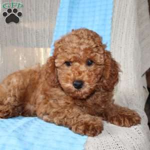 Braden, Mini Goldendoodle Puppy