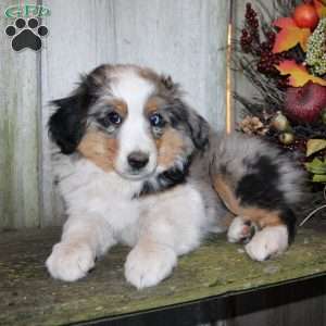 Kali, Miniature Australian Shepherd Puppy