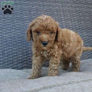 Chipper, Mini Goldendoodle Puppy