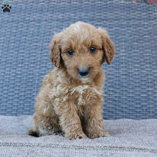 Prince, Mini Goldendoodle Puppy