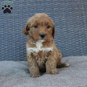 Reddy, Mini Goldendoodle Puppy